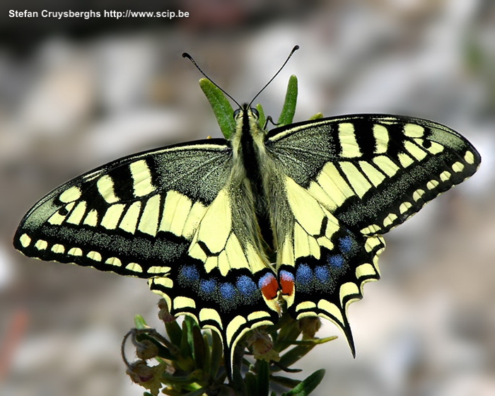 Sierras Subbeticas - Koninginnenpage (Papilio machaon) Stefan Cruysberghs